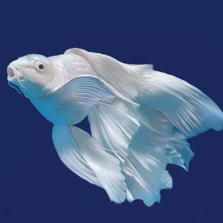 二嫂精品蝴蝶鲤一号链接