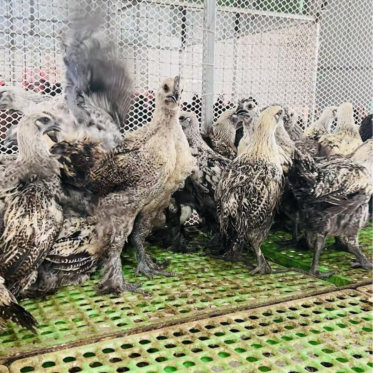 青花土乌现鸡阉鸡走地鸡