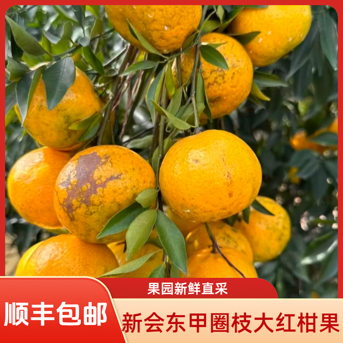 【2025东甲圈枝大红柑果】新会正宗东甲果园现摘柑果