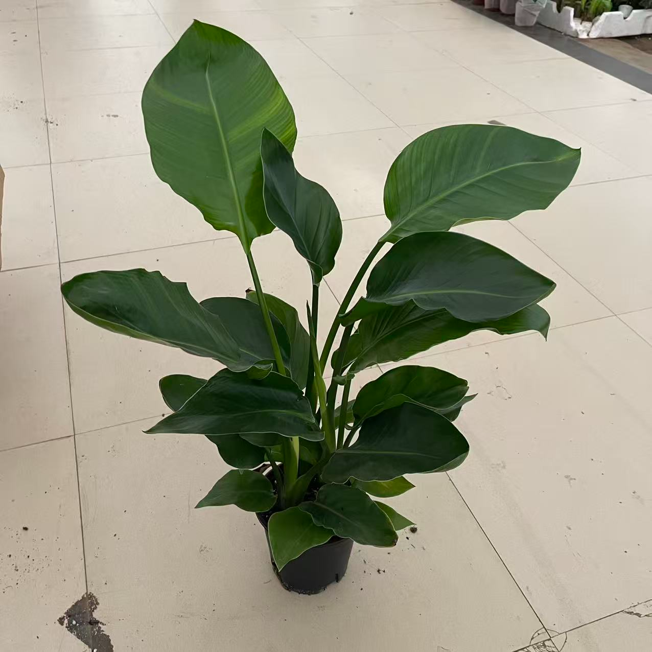 精品天堂鸟盆栽室内绿植盆栽