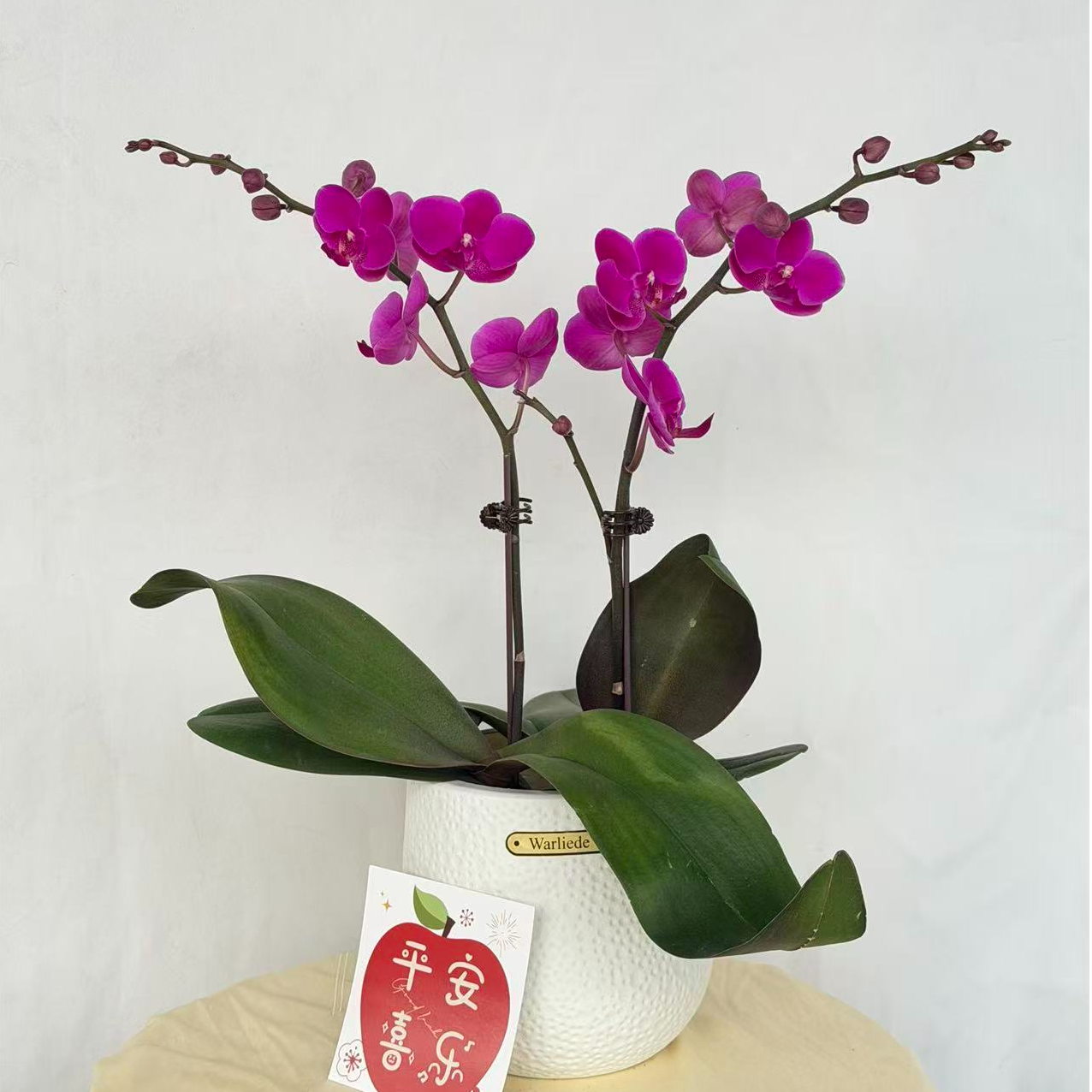 【满天红】高品质蝴蝶兰组盆 带花苞带花剑 居家花卉装饰