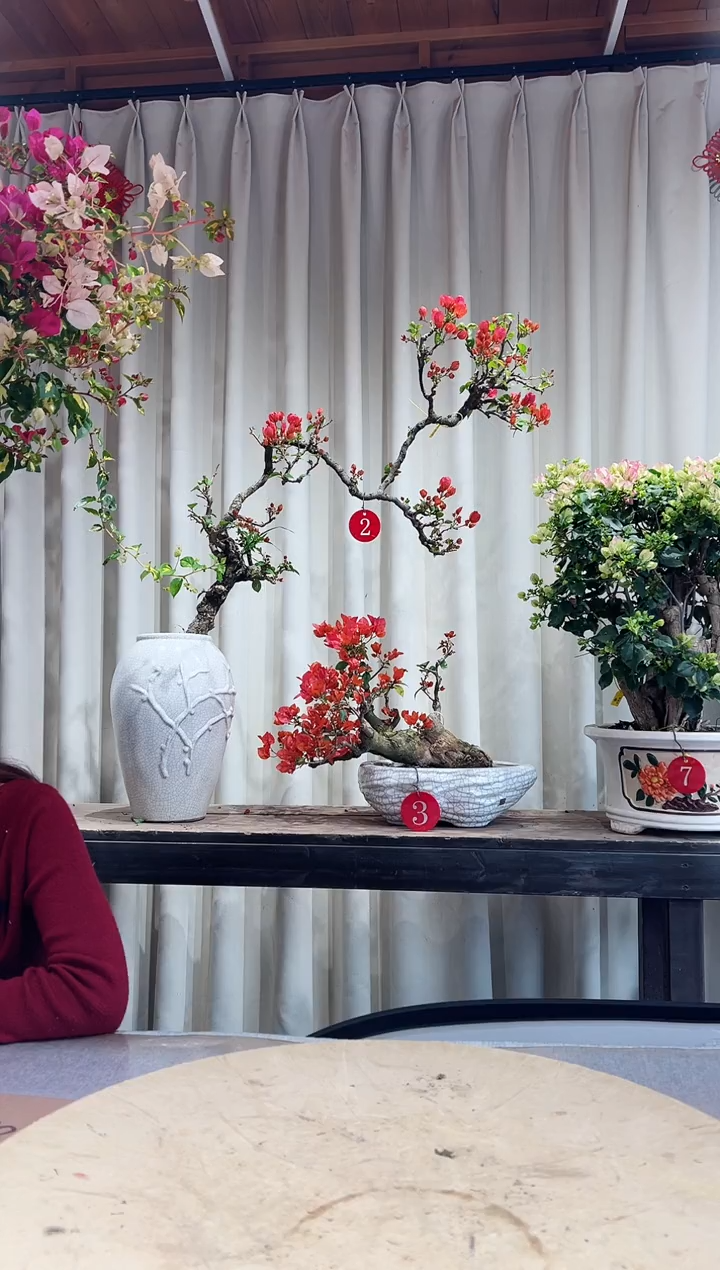 【闪购商品】盆景海岛红