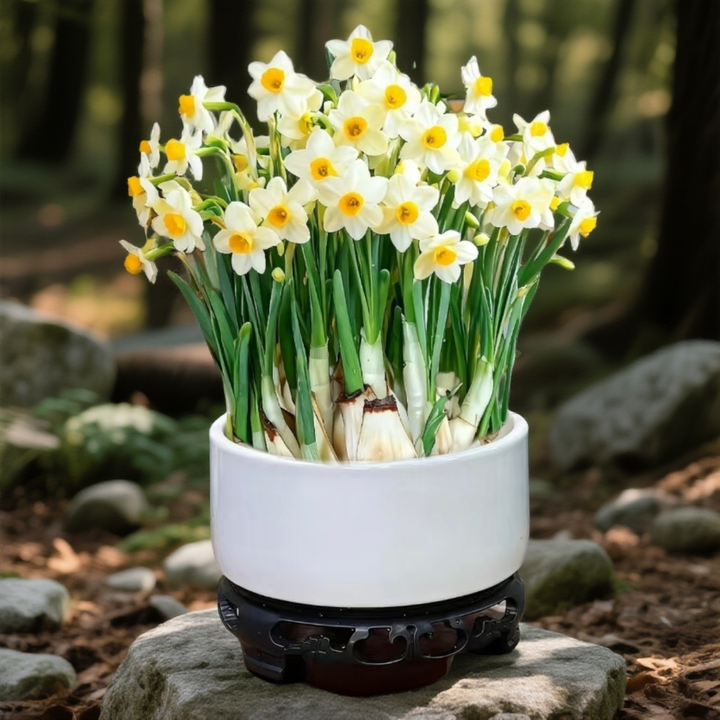 水仙花福建漳州正宗水仙花 带简约白陶瓷盆