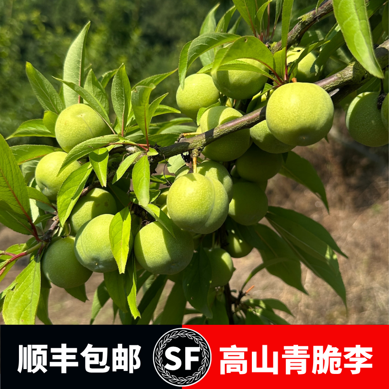 【顺丰包邮】晚熟重庆梁平正宗青脆脱骨李新鲜现摘当季水果酸甜爽口