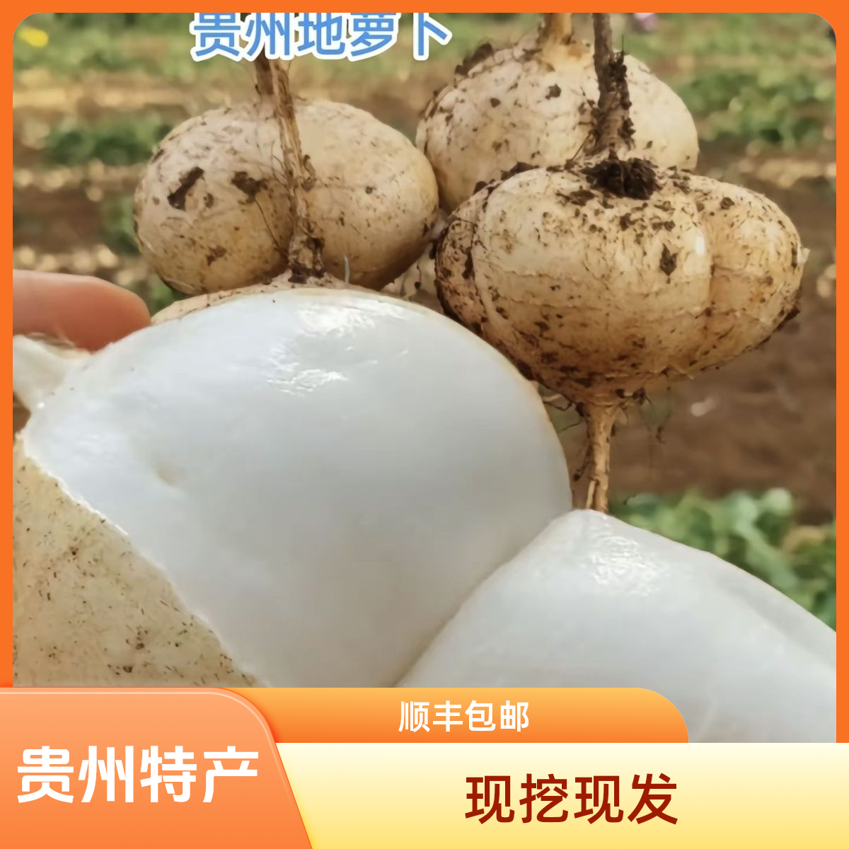 8贵州安顺镇宁地萝卜新鲜凉薯白地瓜当季蔬菜水果脆甜多汁皮薄