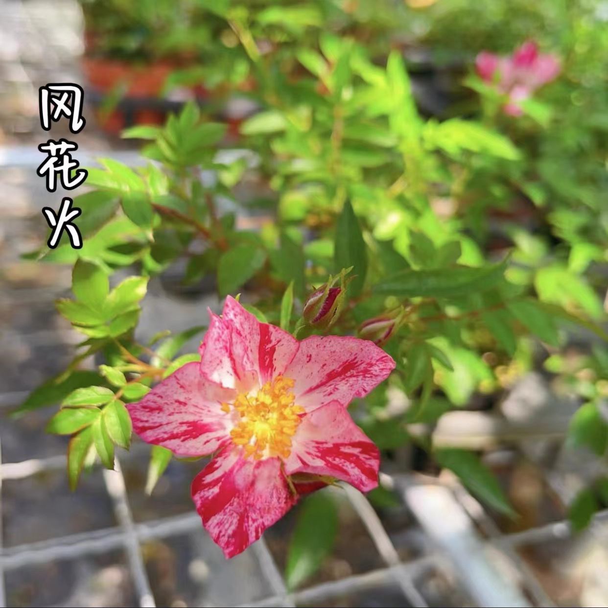 【风花火】 花峰红 超级多花小藤本灌木月季单瓣条纹微月阳台盆栽