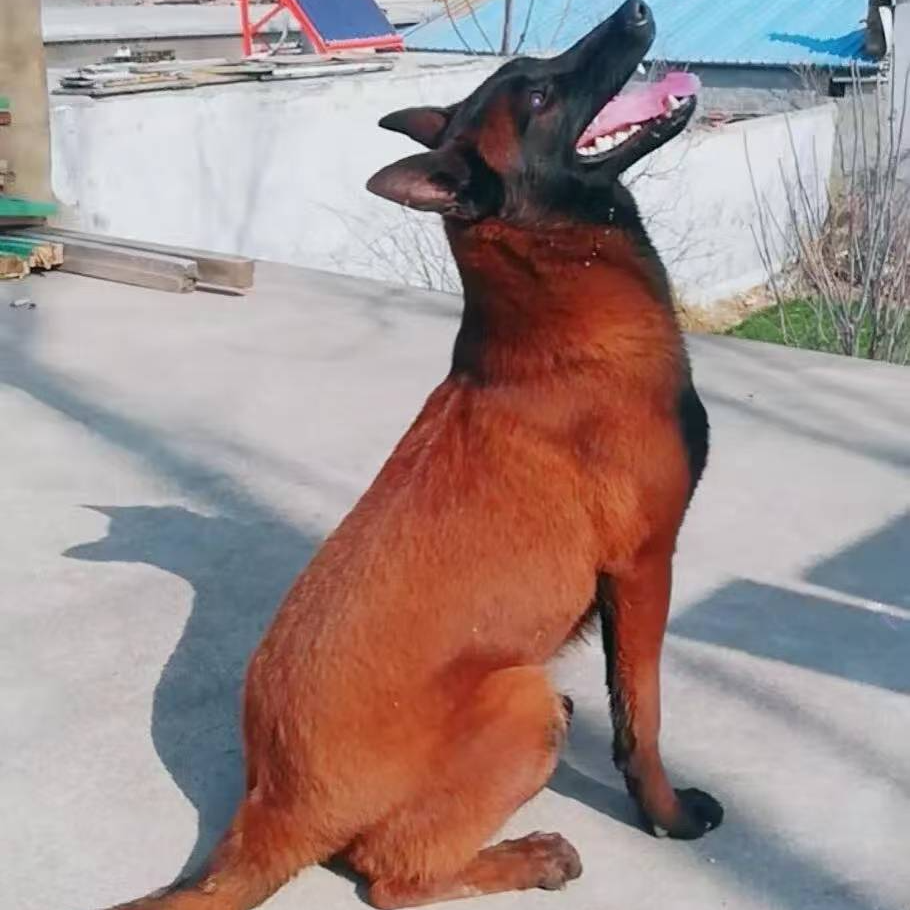 （浩弟马犬工作养殖基地）马犬工作犬 宠物狗狗