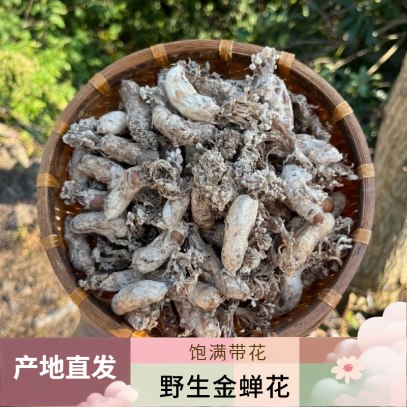 家里老人挖的金蝉花中药材竹林蝉花虫草知了花金蚕花2025完整新货
