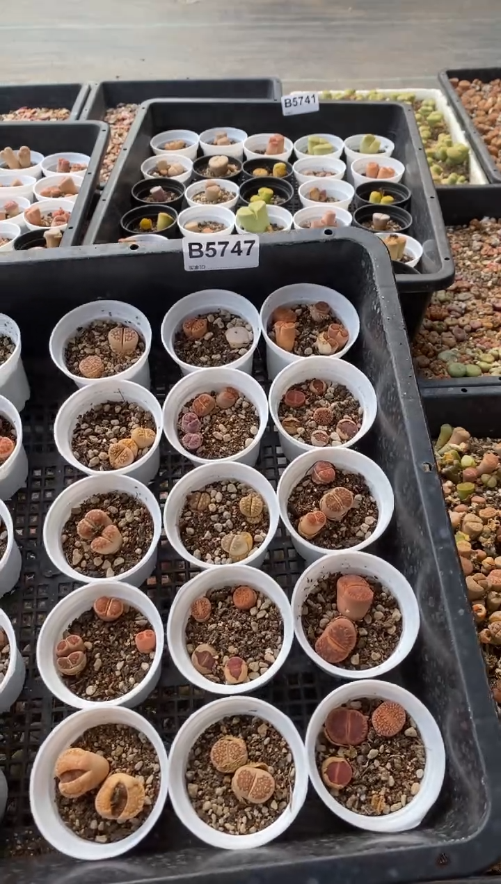 5747直播一物一拍