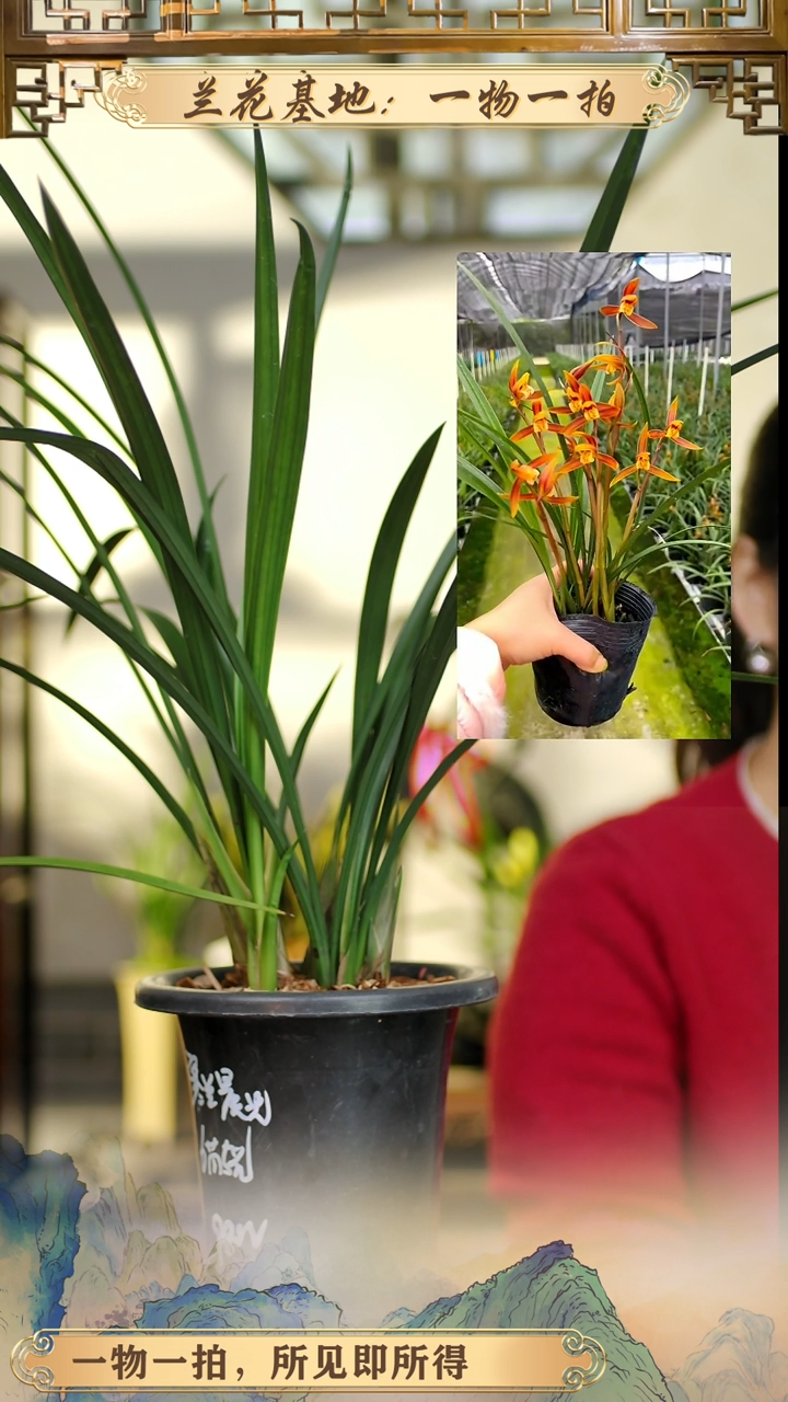 全部花苞寒兰晨光