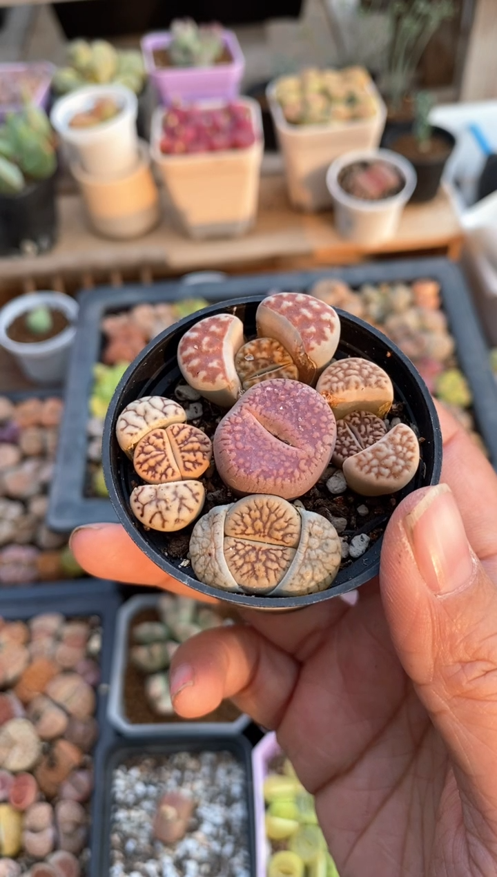 【闪购商品】6613直播一物一拍