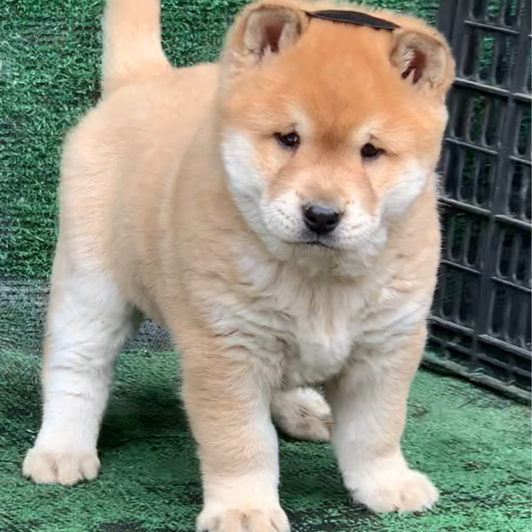 五阿哥（广西河池）田园犬柴犬活体链接内蒙老狗宠物
