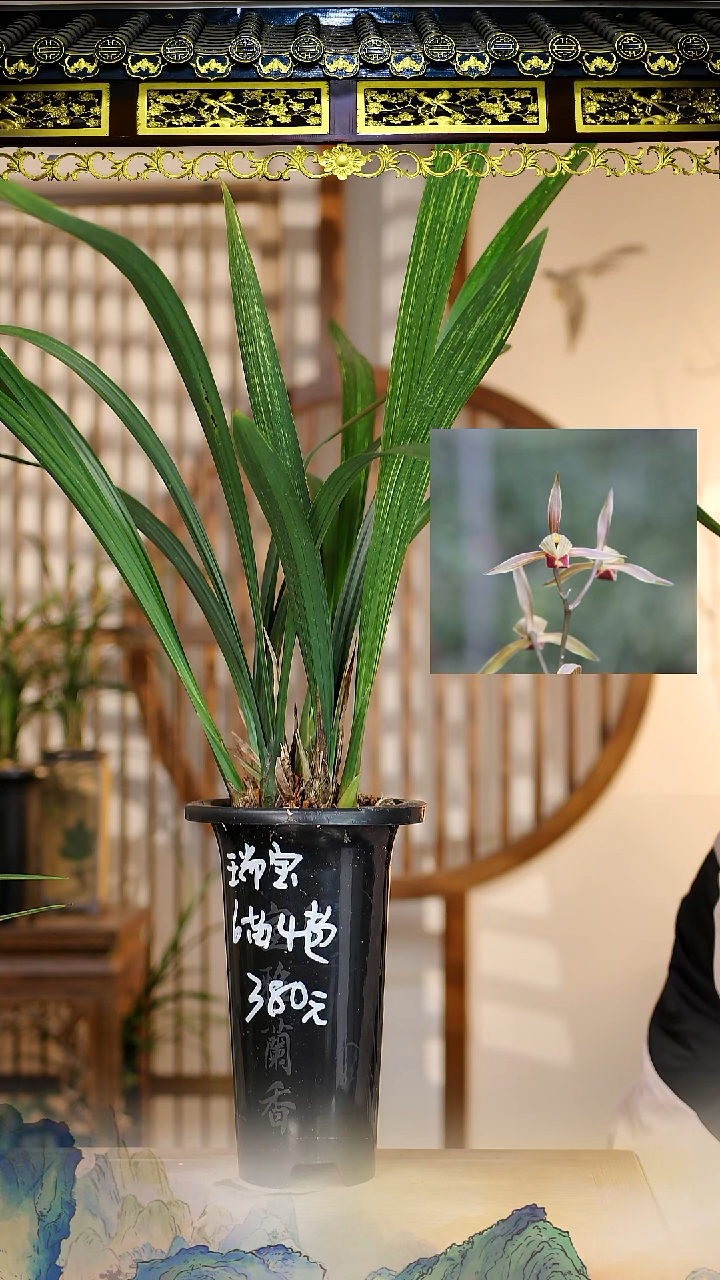 全部花苞瑞宝6苗4花