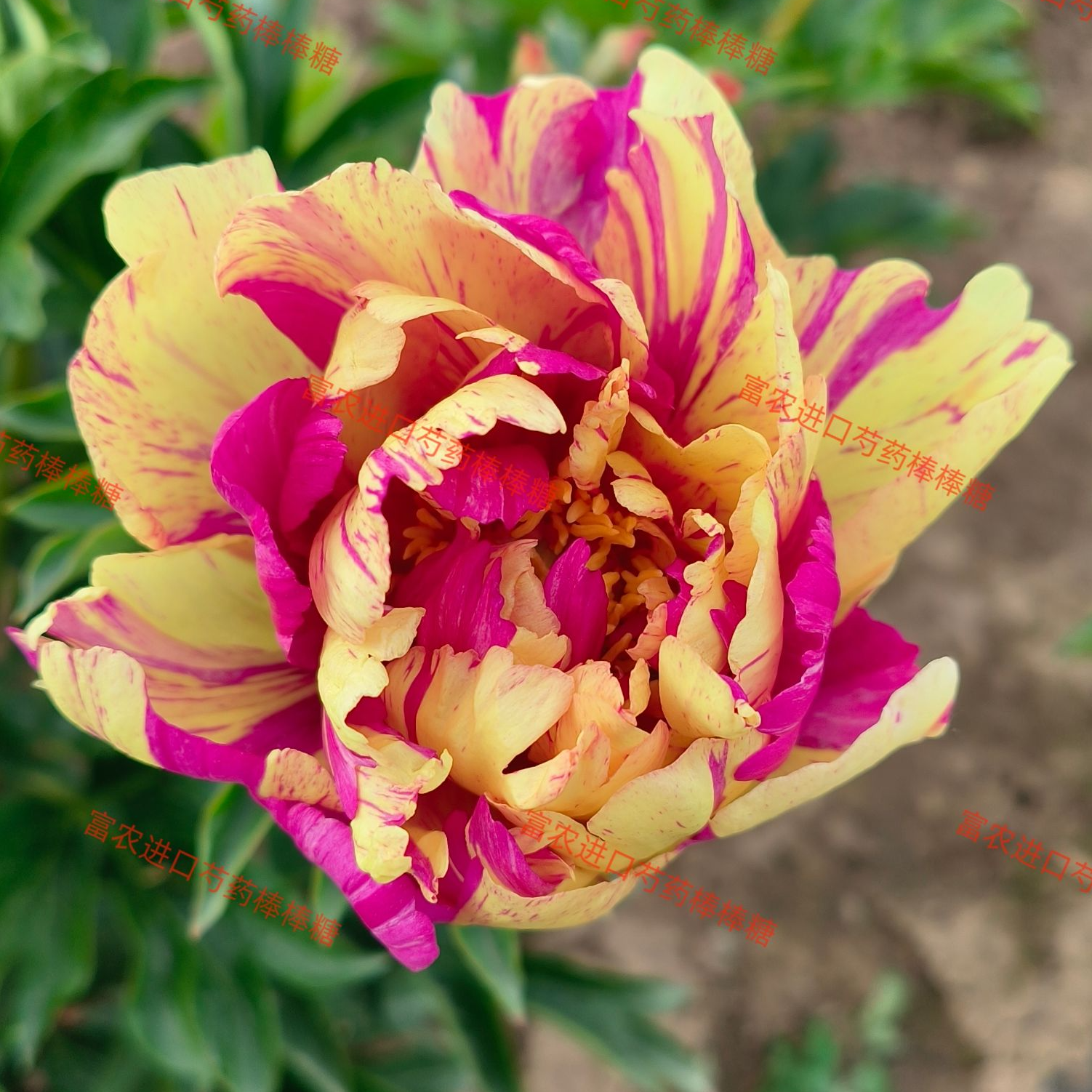 伊藤系列芍药棒棒糖花卉