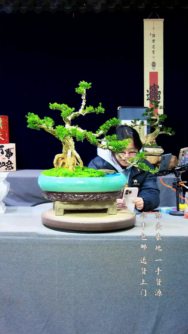 【闪购商品】雀舌黄杨盆景雀舌黄杨盆景