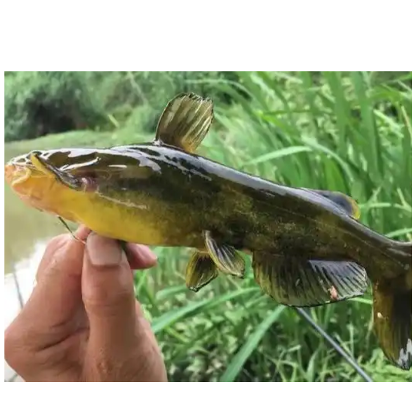 【现杀】戈鱼500g±10g/份（一斤约4-5条） 