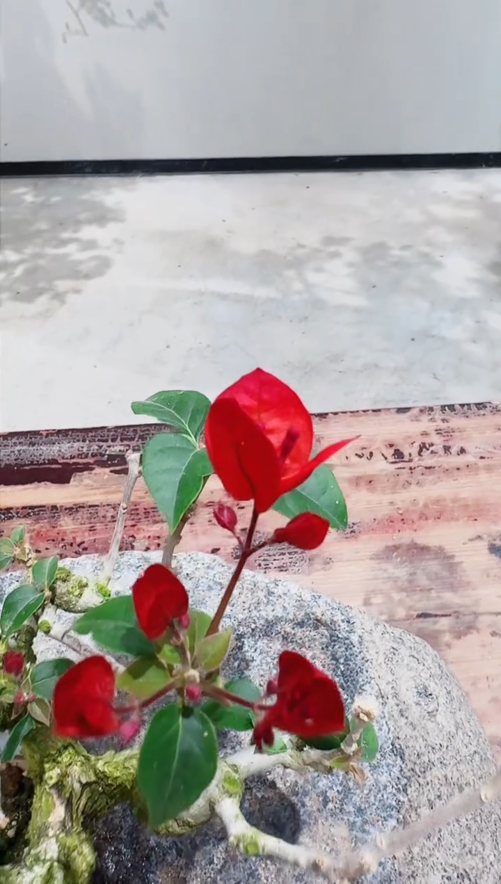 【闪购商品】盆景同安红