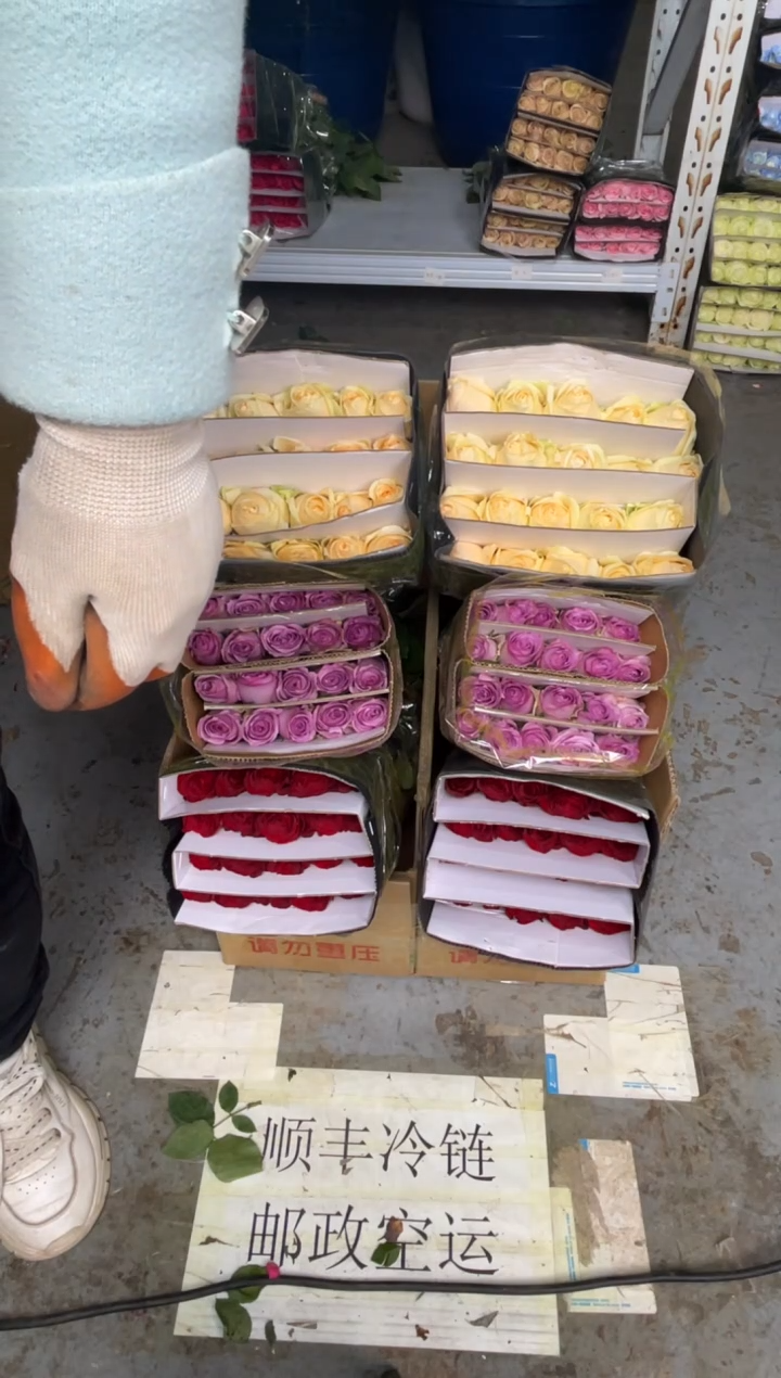 高原红20枝+香槟20枝+紫霞20枝