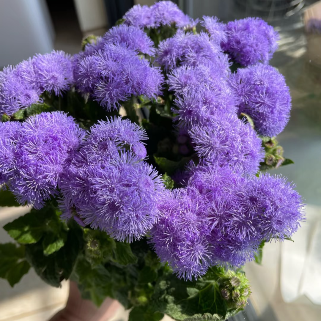 【买一送一】紫色藿香菊一把  云南  基地  鲜花   水养  家养