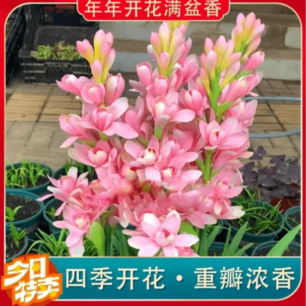 【晚香玉室内鲜花粉色带花苞发货种球】晚香玉种球四季种植盆栽阳台商品图