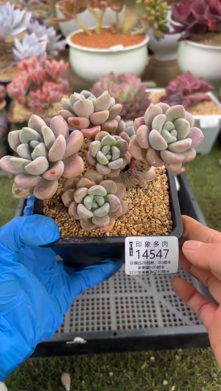 【闪购商品】14547