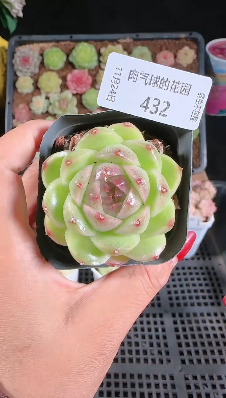 1124-432群生不包整