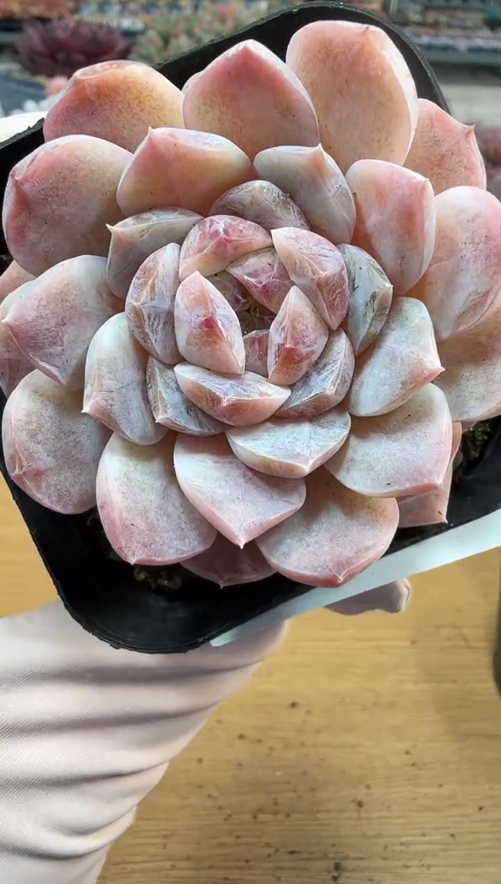 东云多肉园二店-329