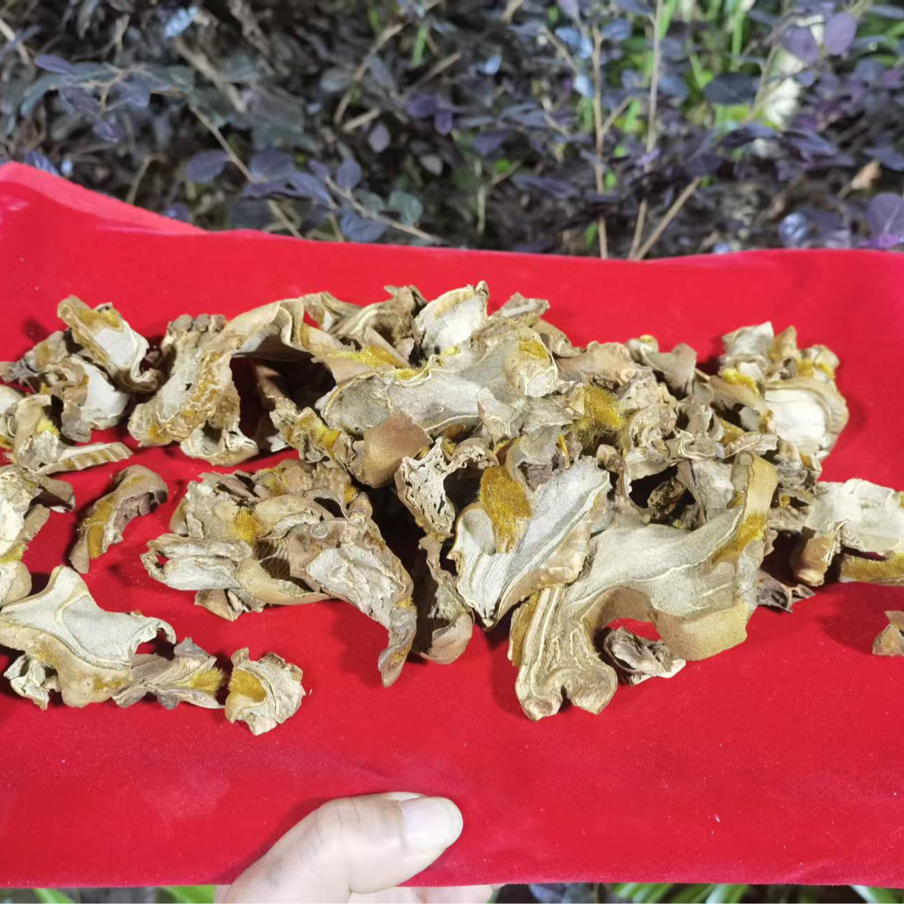 1【金-丝-蕨-菇】净含量200g-1500g【阿徐现收】
