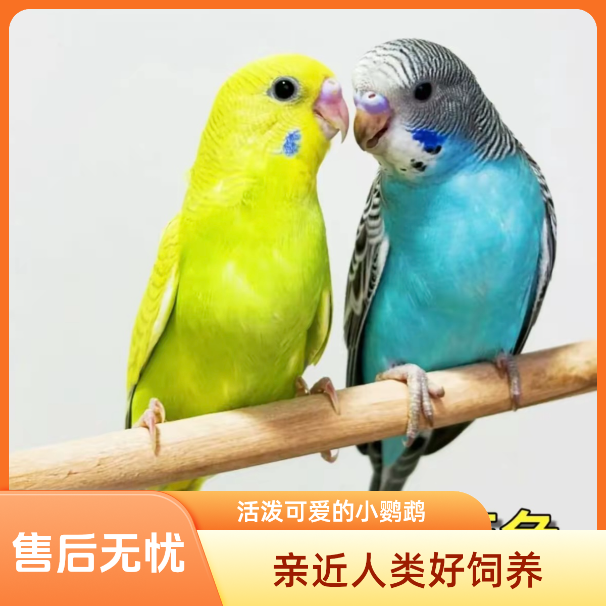 虎皮鹦鹉可学语可上手家庭伴侣小朋友最爱包活到家售后无忧