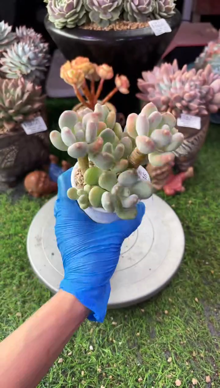 昆明印象多肉04746