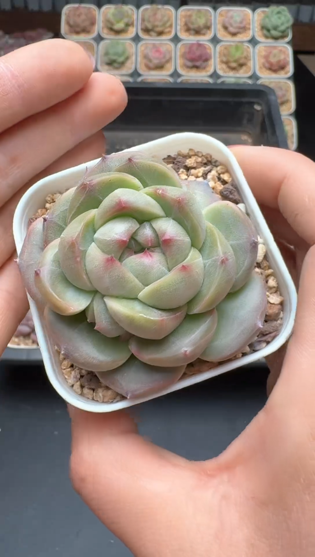 【闪购商品】500号 珍妮杂交多肉 花卉植物