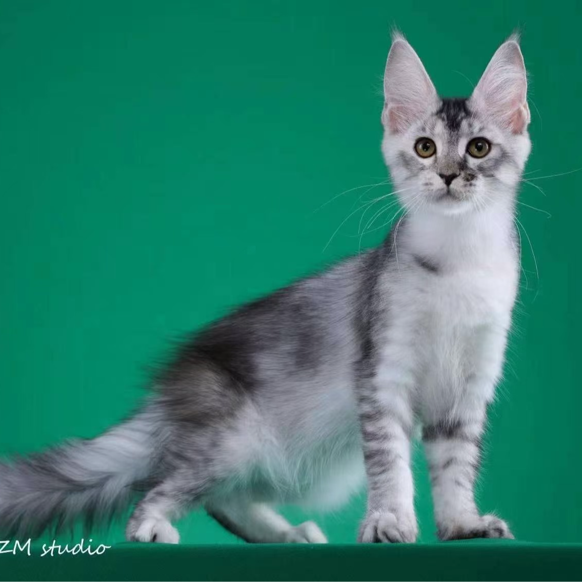 来了姊妹-银麻纹色 缅因猫 妹妹 48