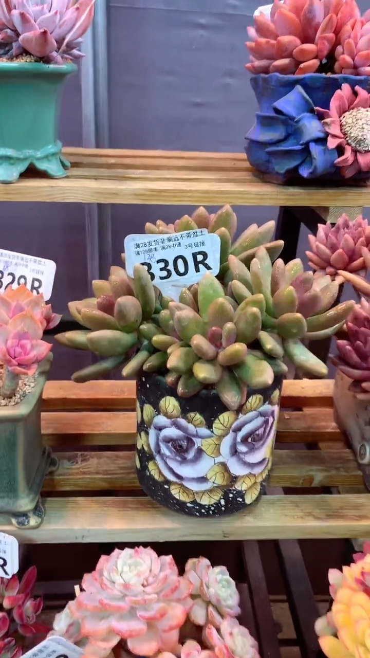 330R（一物一拍，精品多肉，所见即所得 ）