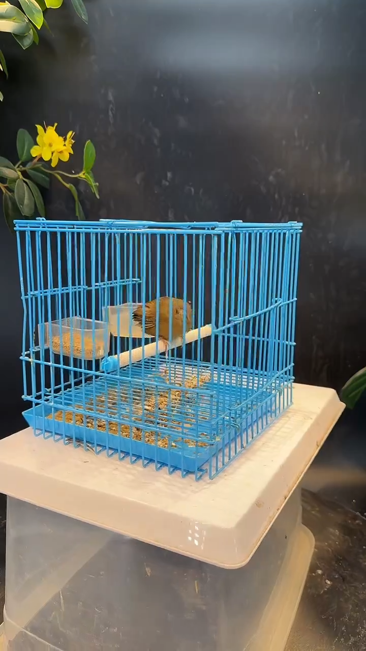 45号  白腹养笼  0元起拍