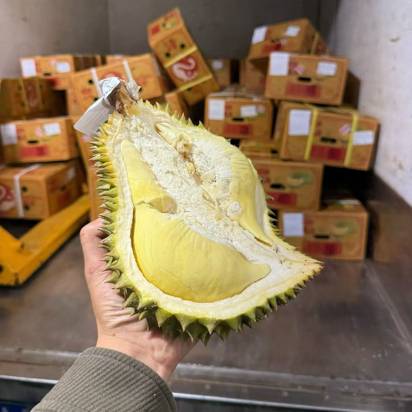 【刺刺榴莲-定制空运老树金枕B果】泰国南部老树金枕头榴莲
