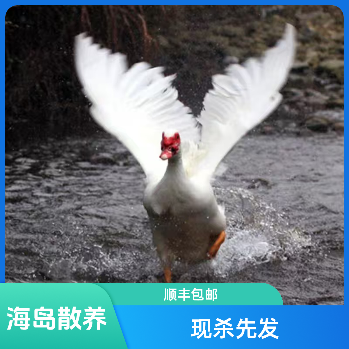 野川【番鸭】海岛散养现杀先发【顺丰包邮】