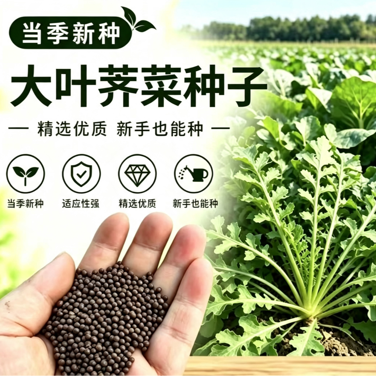 【W】大叶荠菜种子易种植耐寒越冬生荠菜菜种子商品图