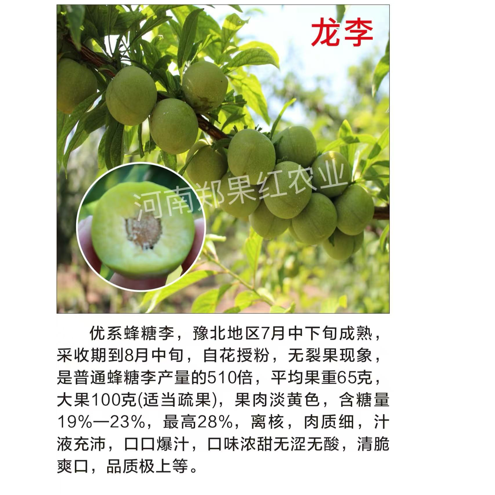 2025年冬季李子果树苗种类 个大 高糖 丰产稳产 成品一年苗