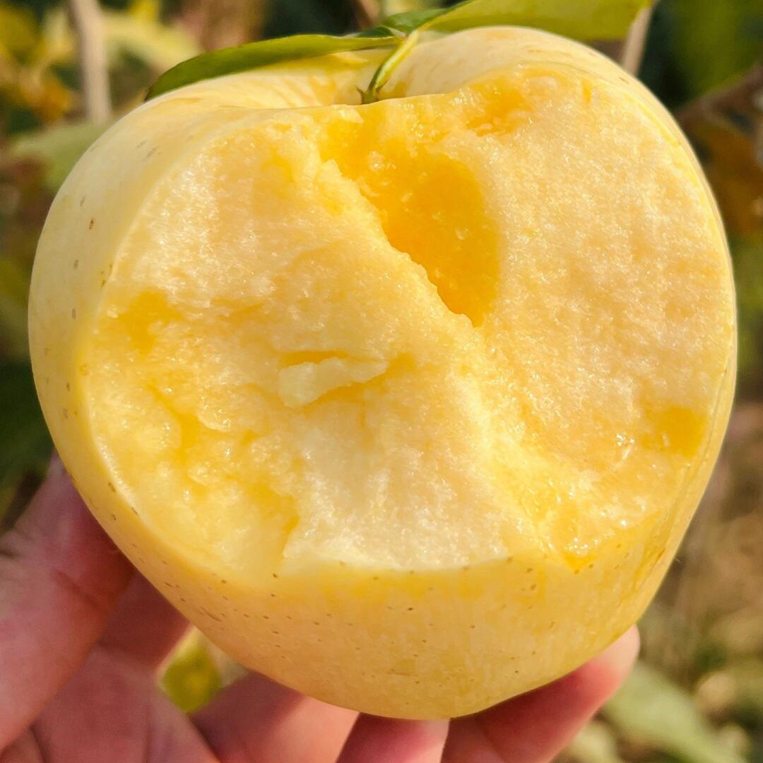 【2025年新果上市】头茬精品山东烟台栖霞奶油富士苹果应季新鲜水果