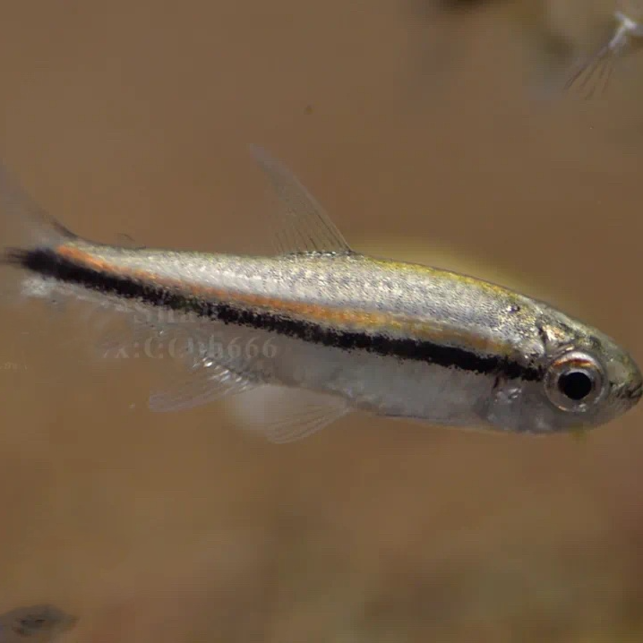 白金巧克力霓虹小型鱼热带鱼观赏鱼南美灯科鱼草缸灯鱼活体