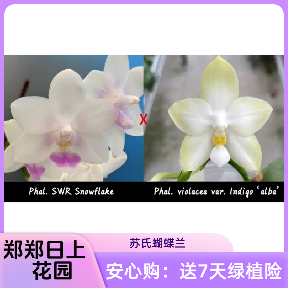 雪花盾x白荧光  2.8寸 花剑 微瑕少根