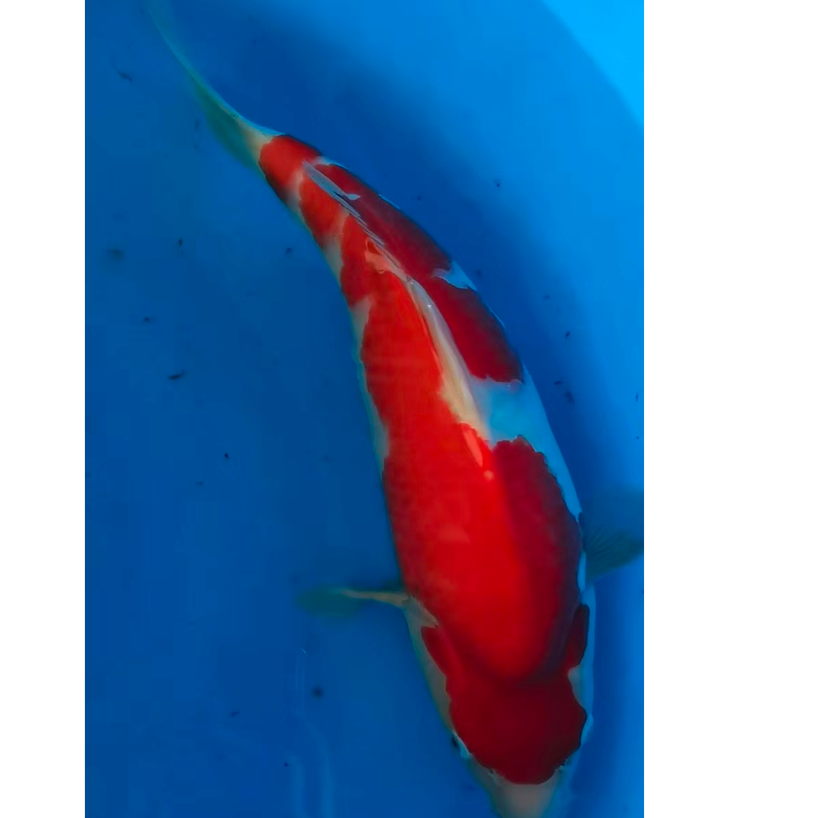 纯种红白锦鲤鱼活体冷水淡水观赏鱼好养耐活招财鱼