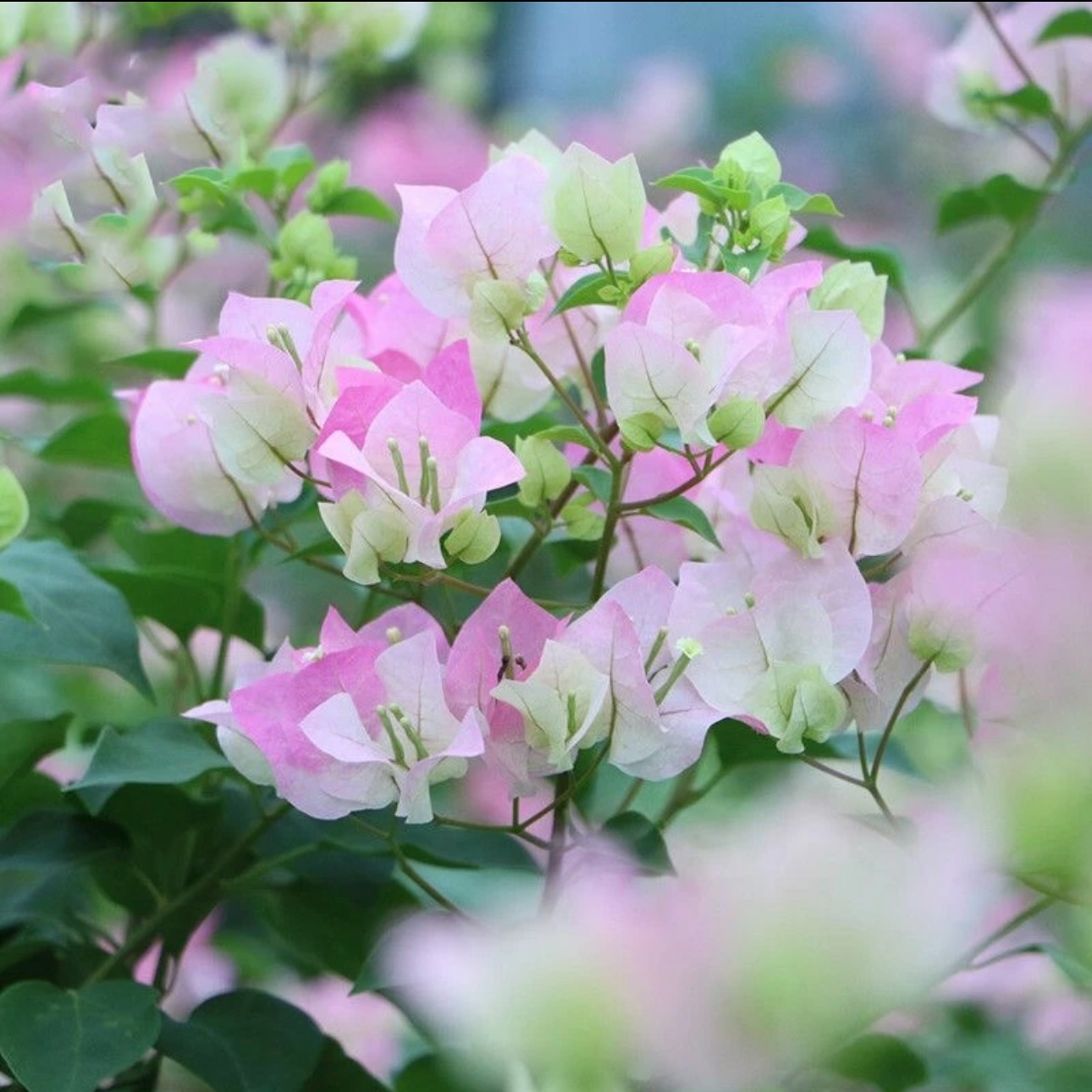 【百变绿樱】三角梅盆栽四季开花地直发三角梅苗勤花爬藤阳台好养