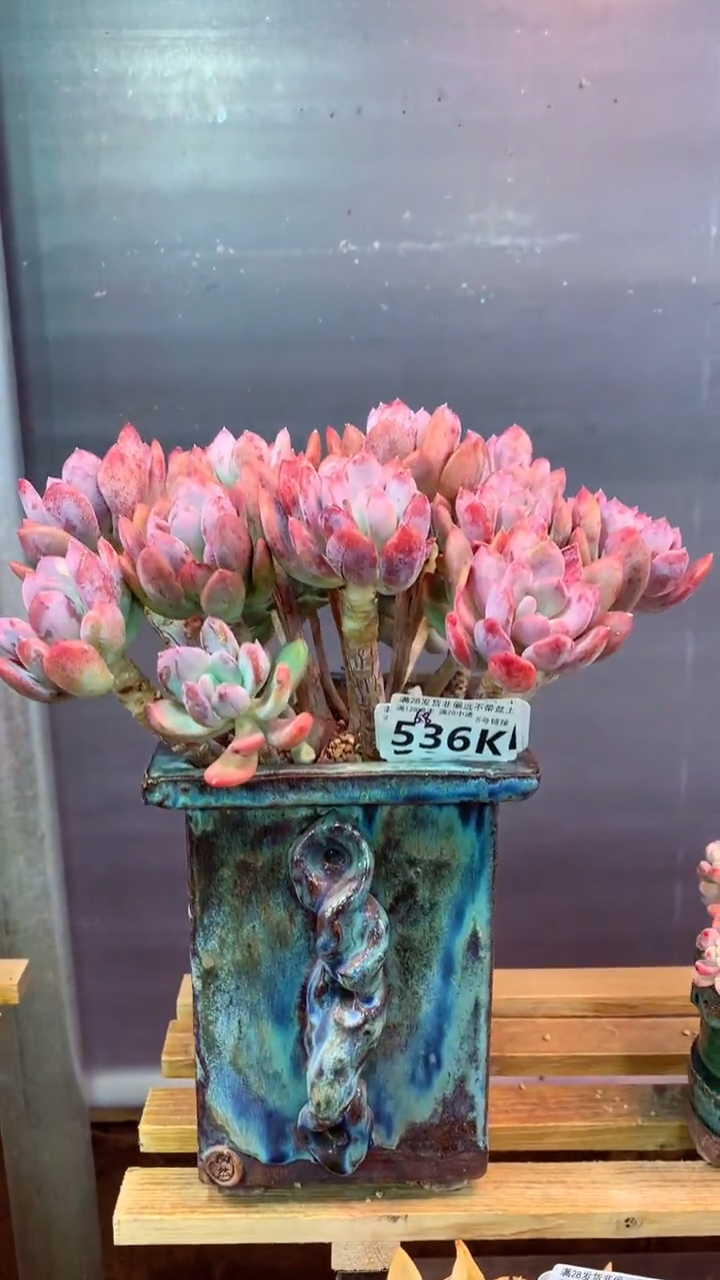 536K（一物一拍，精品多肉，所见即所得 ）