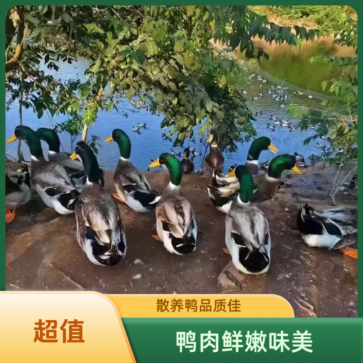 【顺丰冷链】农村散养土鸭  大河鸭 发3只净重8-9斤（带心肝）X