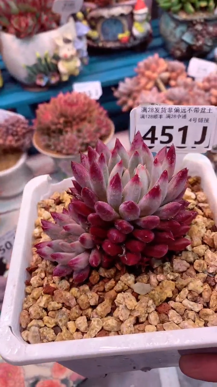 451J（一物一拍，精品多肉，所见即所得 ）