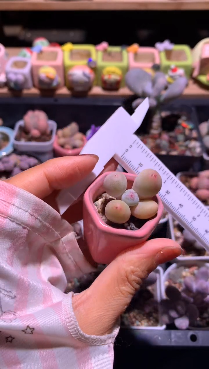 韩国米可奶酪带盆发