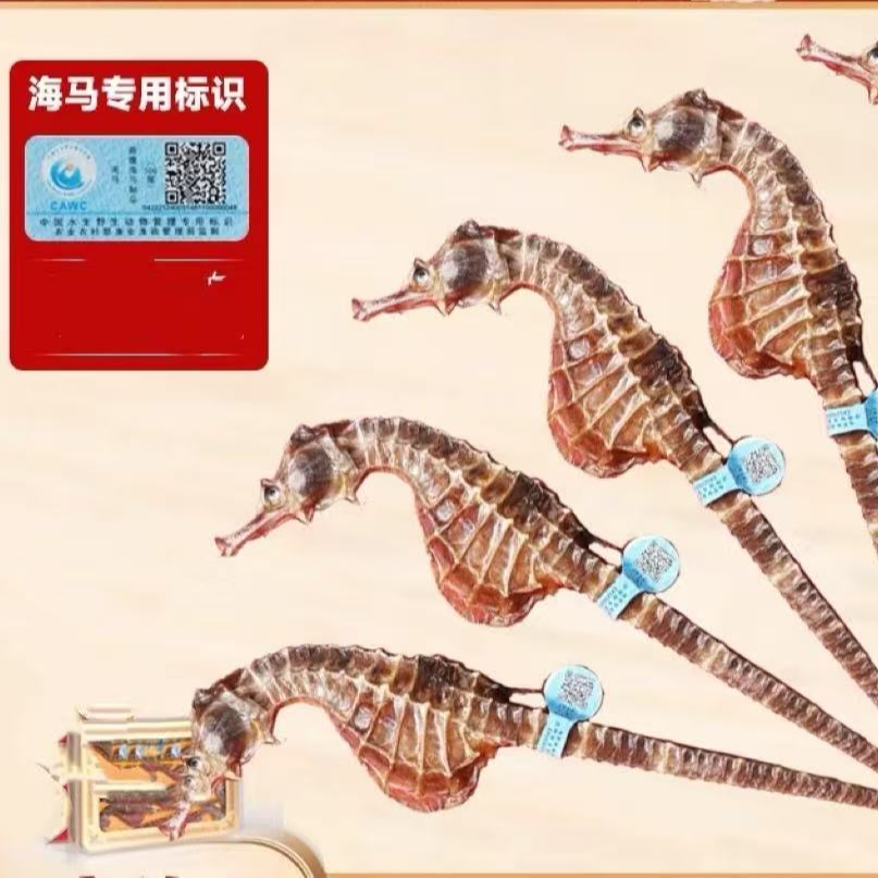 （嘉嘉严选）海马干货