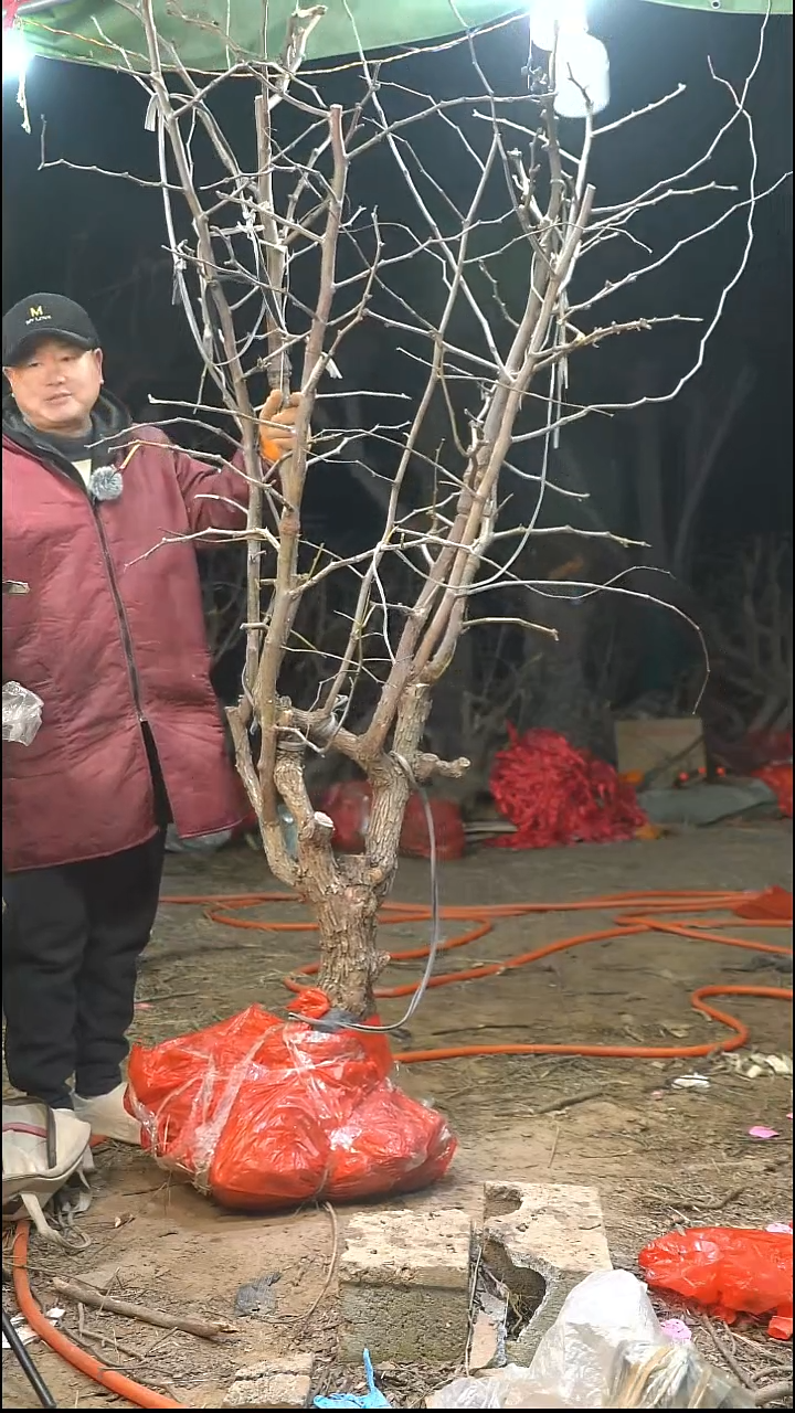 完全开放枣树487