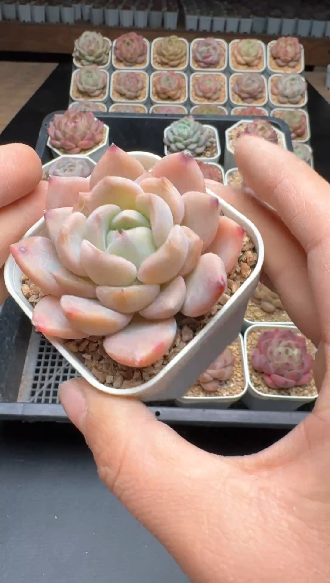 【闪购商品】772E号一物一拍多肉花卉植物3颗起发